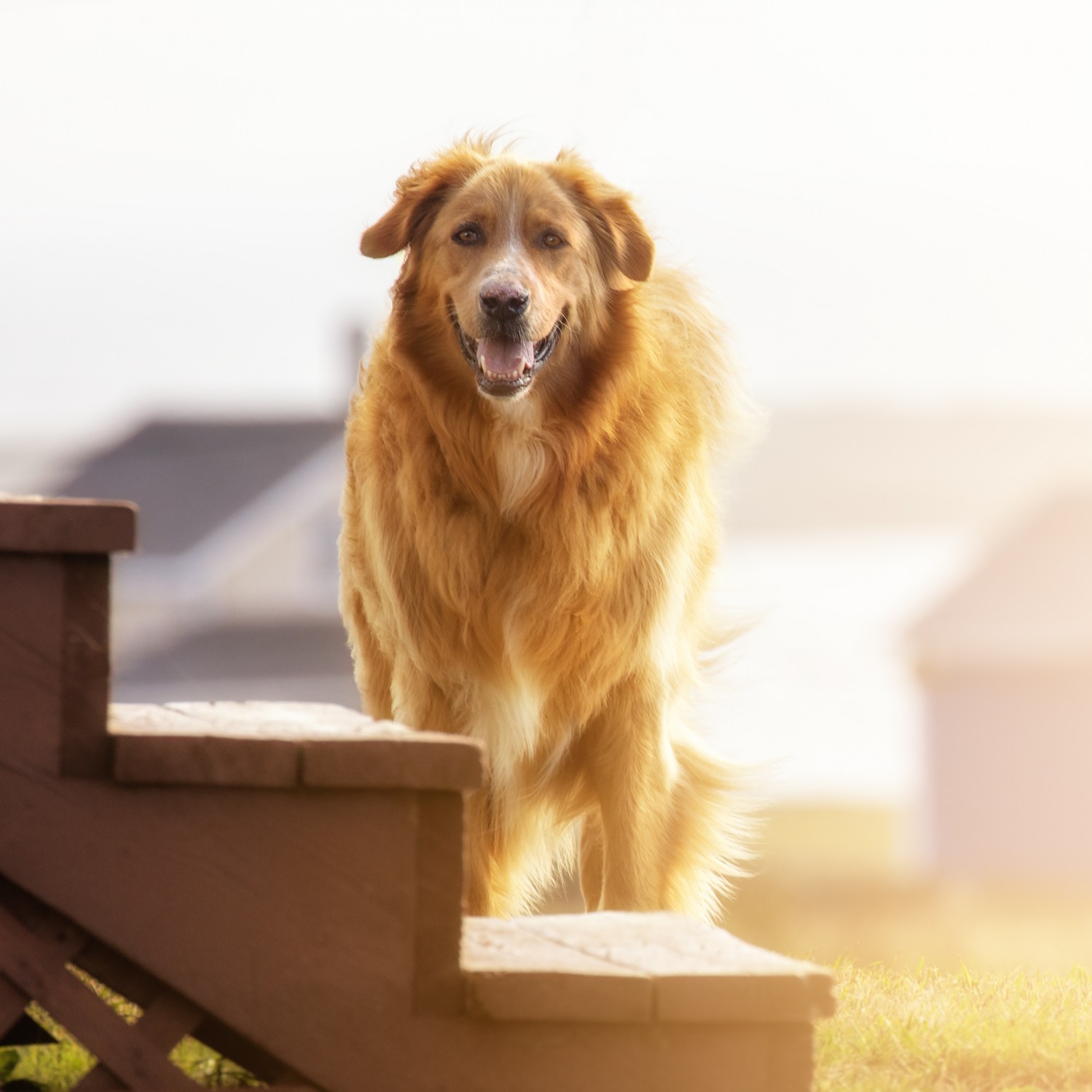 End Of Life - dog on wooden steps