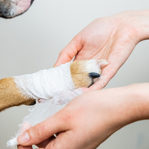 Veterinary Services - image of dogs paw being bandaged