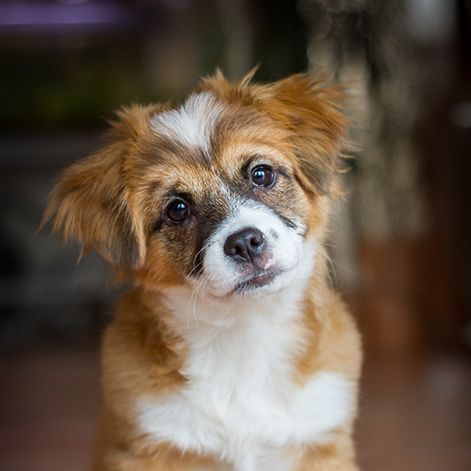 Puppy Wellness - image of tan and white puppy